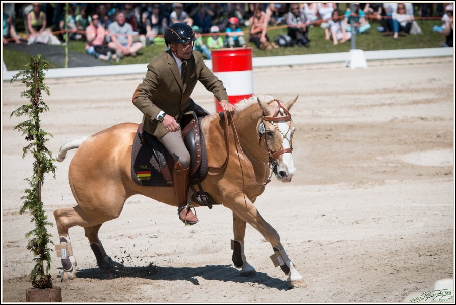 Pferd International 142